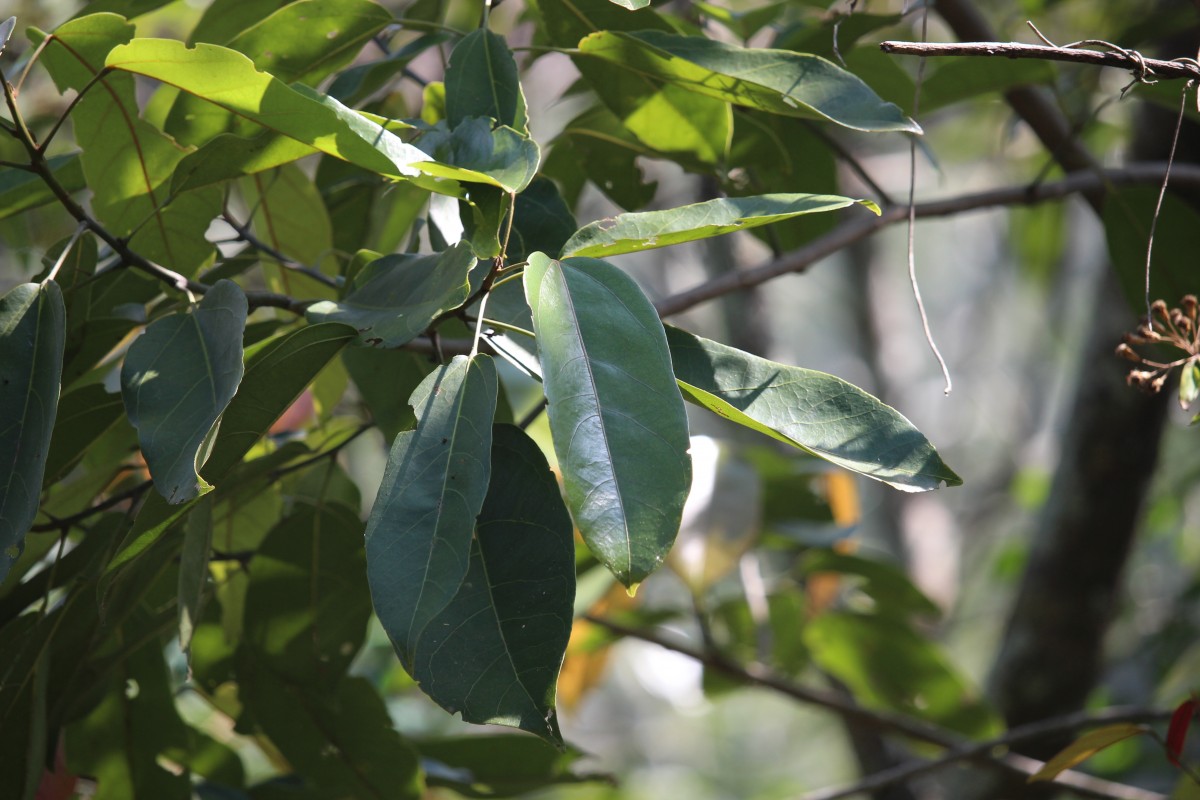 Pterygota thwaitesii (Mast.) Alston